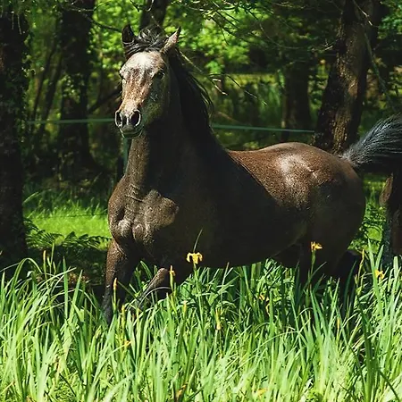 Le Ranch Amadeus 3* Saint-Paul-en-Born