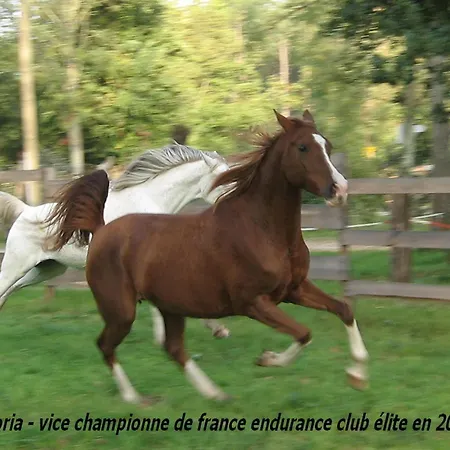 Le Ranch Amadeus Saint-Paul-en-Born