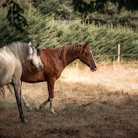 Le Ranch Amadeus Bed & Breakfast Saint-Paul-en-Born
