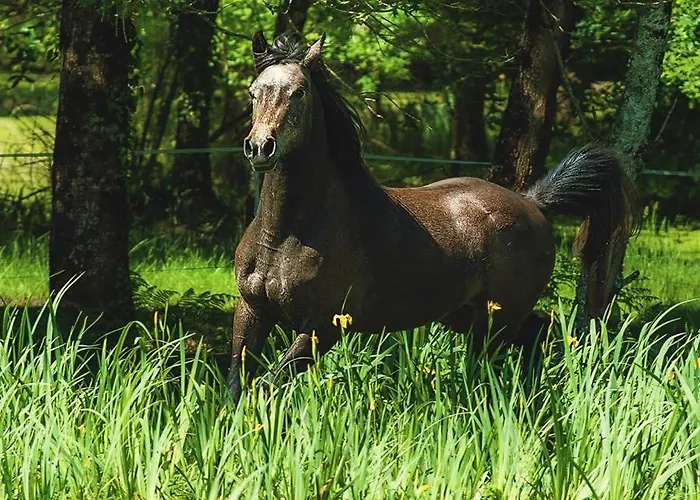 Le Ranch Amadeus 3* Saint-Paul-en-Born