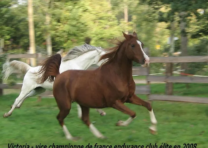 Le Ranch Amadeus Saint-Paul-en-Born