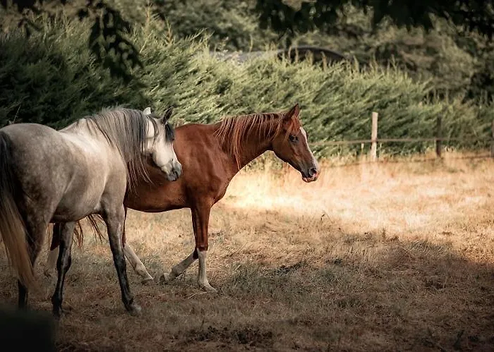 Le Ranch Amadeus ベッド・アンド・ブレックファスト Saint-Paul-en-Born